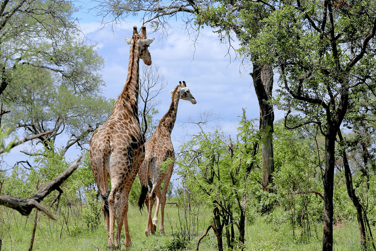 Deux choix inédits à privilégier pour des voyages en Afrique d’exceptions